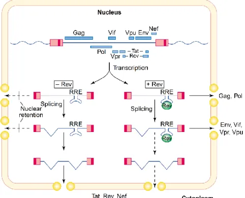 Figure C-7: Role of Rev in the HIV-1 life cycle (from [58]) 