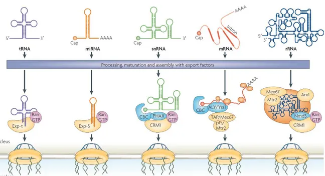 Figure C-8: Schematic illustration of different RNA export pathways (from [65] 