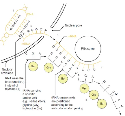 Figure C-10: Schematic and simplified overview of different processes involved in protein biosynthesis (from [69])  (1) Unwinding of the DNA double helix to allow transcription of the desired sequence into an mRNA molecule (2) which  gets transported throu
