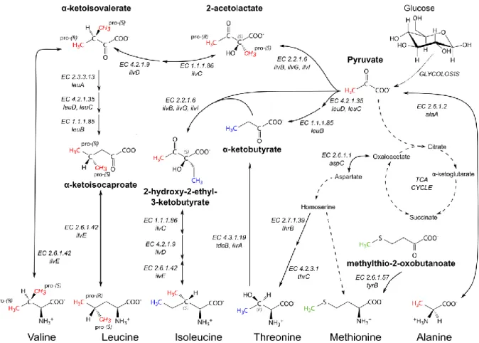 Figure 1.4: Schematic biosynthetic pathways of the methyl-bearing amino acids (Ala, Ile, Leu, Met, Thr and Val) in E