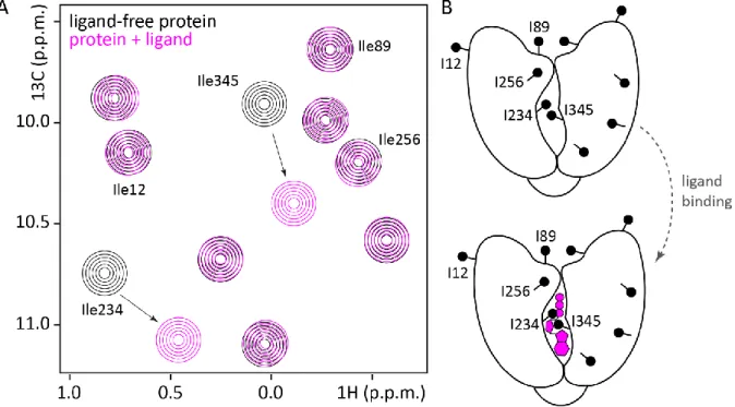 Figure 1.9 The principle of chemical shift perturbation (CSP) experiments. (A) Methyl groups in a hypothetical protein give  rise to distinct resonances in a schematic  1 H- 13 C-correlation spectrum (black) due to the unique chemical environment of each  