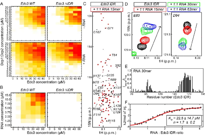 Figure 2.5: The Edc3 IDR specifically interacts with RNA. (A) Phase separation diagrams of Dcp1:Dcp2 and Edc3 in the absence  (top) and presence (bottom) of a 30mer RNA