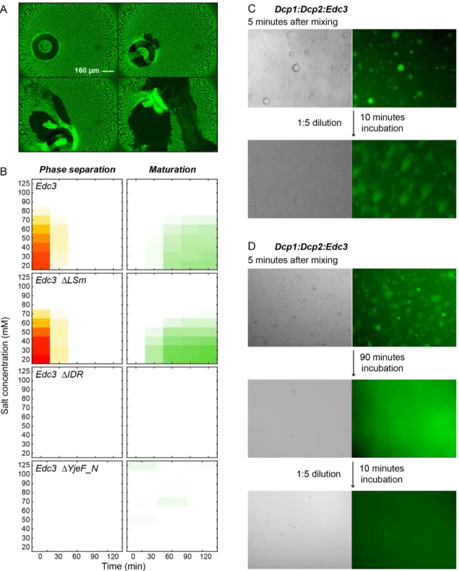 Figure 2.8: Maturation of in vitro processing bodies into a dilution-resistant phase. (A) Successive fluorescence microscopy  images that were taken of Dcp1:Dcp2:Edc3 phase separated proteins after incubation for 12 hours