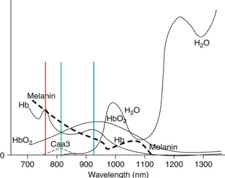 Abb. 2: Absorptionsspektren verschiedener Chromophore im nahinfraroten Bereich  Absorptionsspektren  von  oxygeniertem  Hämoglobin  (HbO 2 ),  desoxygeniertem  Hämoglobin  (Hb),  Cytochrome  Oxydase  aa3  (Caa3),  Melanin  und  Wasser  (H 2 O)  (Abbildung 