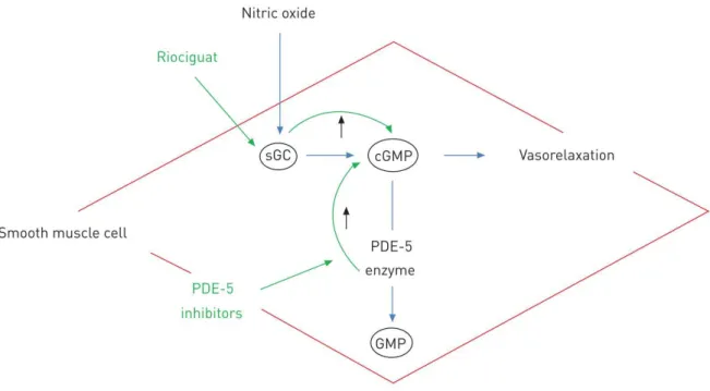 Abbildung 3: Schematische Darstellung des NO/cGMP-Signalwegs (19) 
