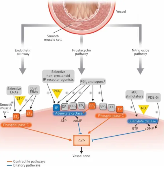 Abbildung 7: Schematische Darstellung der wichtigsten Ansatzpunkte bei der Therapie der PAH (25) 