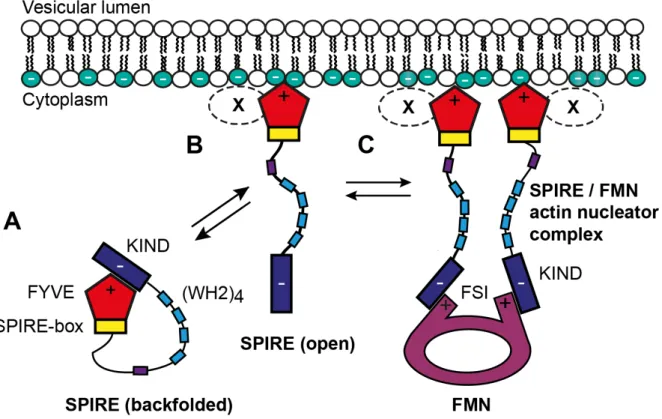 Figure 4 - Model for the different molecular states of the SPIRE / FMN actin nucleation  complex at vesicle membranes