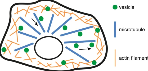 Figure  6  -  Schematic  overview  of  the  highways  and  local  roads  model  for  intracellular  transport