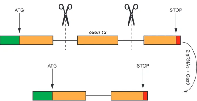 Figure  8  -  Schematic  representation  of  the  CRISPR  /  Cas9  targeting  strategy  used  to  generate  the  mitoSPIRE1  knockout  mouse  model