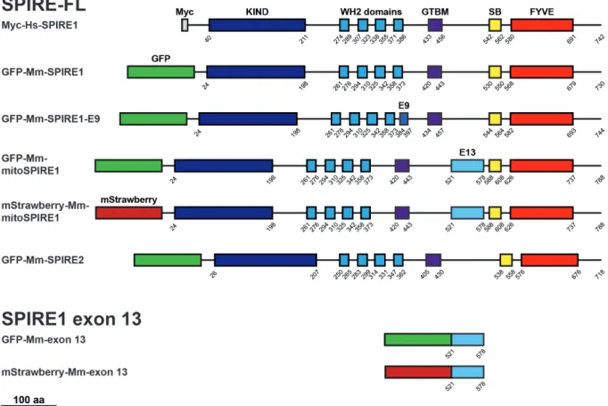 Figure 9 - Schematic overview of used SPIRE proteins encoded by expression vectors. 