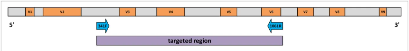 Figure 1.1: Schematic depiction of the distribution of hypervariable (red rectangles) and conserved (grey rectangles) regions on the 16S rRNA gene