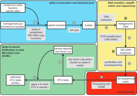 Figure 2.1: Procedural overview of proposed spike-in procedure and the spike-in-based calibration to total microbial load (SCML)