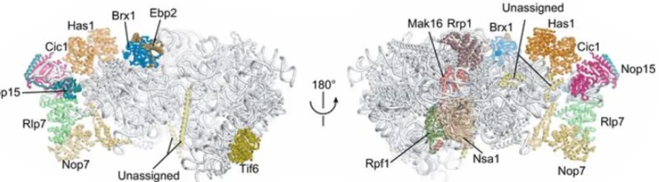 Figure 14: Cryo-EM structures of nucleolar pre-60S particles in state 2.  
