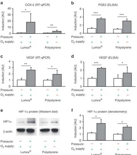 Fig. 3 Effects of mechanotransduction vs. oxygen supply on hPDL ﬁ broblast expression patterns and HIF-1 α stabilization