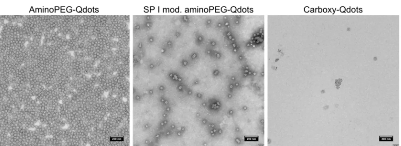 Figure 8: TEM images of amino-PEG QDs (Strem Chemicals Inc.), before and after  modification with spantide I and naked carboxy QDs