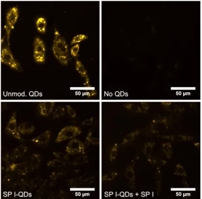 Figure 11: Fluorescence microscopy images of QD uptake in neurokinin-1 receptor positive  CHO cells