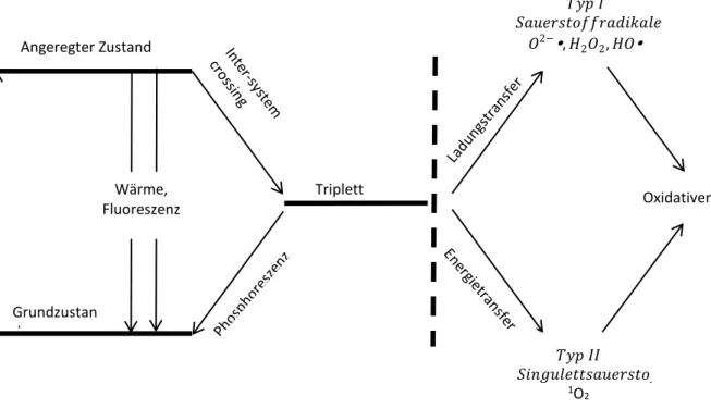Abbildung 1: Das vereinfachte Jablonski-Diagramm zeigt schematisch die Entstehung von reaktiven Sauerstoffspezies   analog der Photodynamischen Therapie