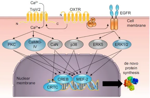 Figure 4. Schematic summary of neuronal OTR signaling. 