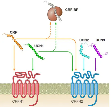 Figure 6. Interactions between CRFR1, CRFR2, and the ligands CRF, UCN1, UCN2, and UCN3