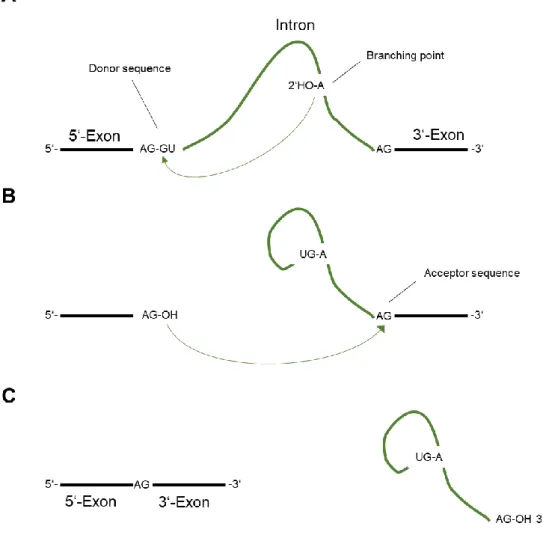 Figure 7. Basic principle of splicing in eukaryotes. 