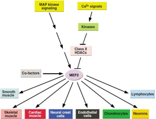 Figure  10. MEF2  signal  inputs  and  downstream effects  in  various  tissues  and  cell  types  (Potthoff and  Olson, 2007)