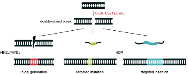 Figure 11. Mechanism of genome editing with CRISPR-Cas. 