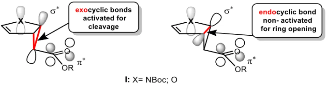 Figure 2. Exo- and endo-bond cleavage in monocyclopropanated pyrroles and furans I. 