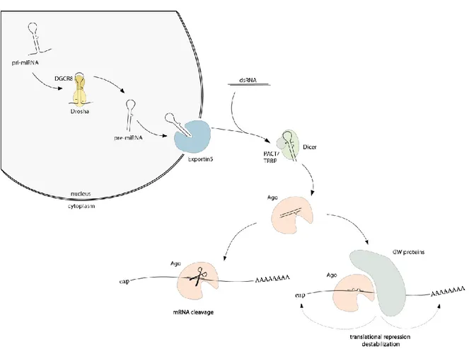 Figure 1 miRNA/siRNA biogenesis pathway. miRNAs are transcribed by RNA polymerase II or III to form stem- stem-loop  structures,  called  pri-miRNA