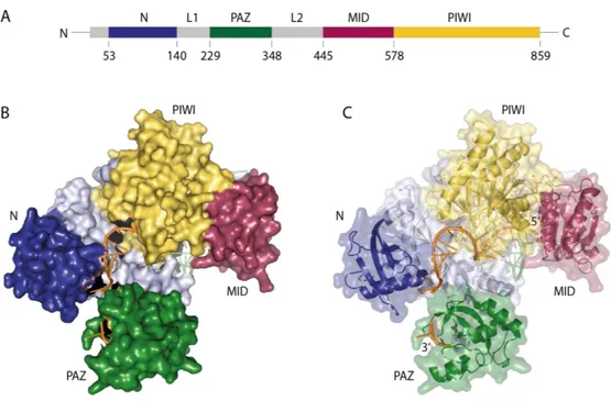 Figure 2 Crystal structure of human Ago2.  (A) Domain organization of human Ago2. Color code: N domain  –  blue, PAZ – dark green, MID – magenta, PIWI – yellow, linker domains - grey (B)/(C) Crystal structure of human  Ago2 with co-crystalized miRNA (orang