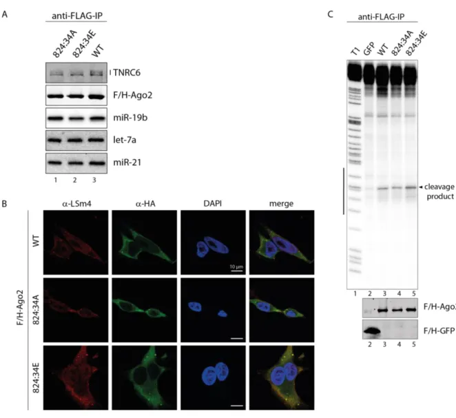 Figure 8 Functional analysis of the 824:34 phosphorylation cluster. (A) Immunofluorescence of HeLa cells  transfected with F/H-tagged Ago2 WT and 824:34 phosphorylation mutants as described in Figure 7 A