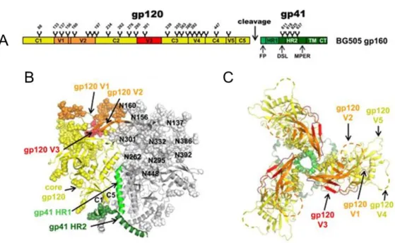 Figure 5. Schematic representation and overall architecture of the HIV-1 Env trimer. (A) Schematic view of the BG505  full-length gp160 consisting of gp120 and gp41 subunits