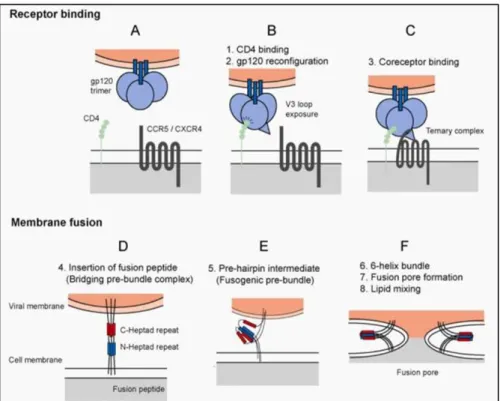 Figure 6. HIV entry into host cells.  HIV entry into host cells involves two major events, receptor binding and membrane  fusion