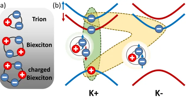 Figure 2.5: (a) Illustration of the experimentally confirmed exciton complexes. For simplicity, charged complexes are only included in their negative form