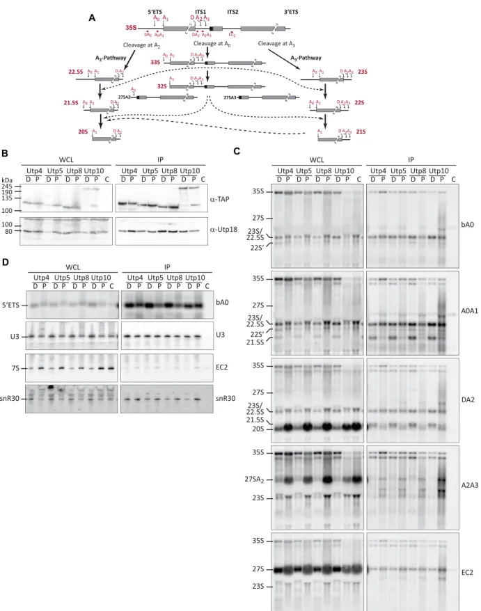 Figure 6. Depletion of Pol5 affects the release of t-Utp proteins from 5  ETS-containing pre-rRNAs