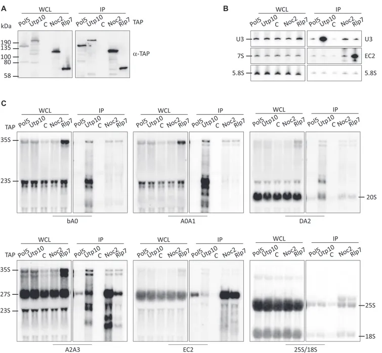 Figure 3. Association of Pol5 and other AFs with pre-rRNAs. (A) Pre-ribosomal complexes were isolated via TAP-tagged assembly factors