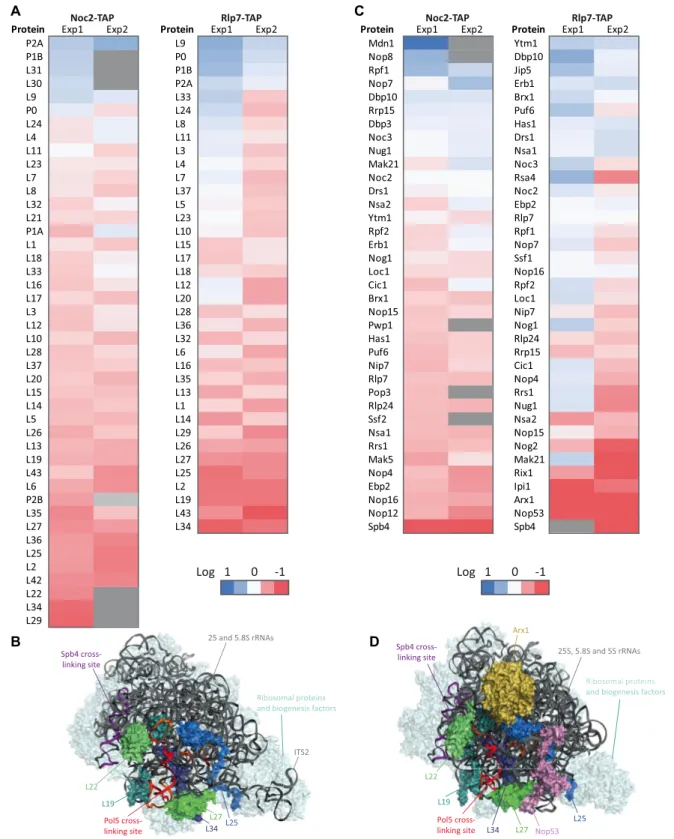 Figure 4. Depletion of Pol5 affects the recruitment of AFs and RPs that bind pre-60S complexes around the peptide exit tunnel