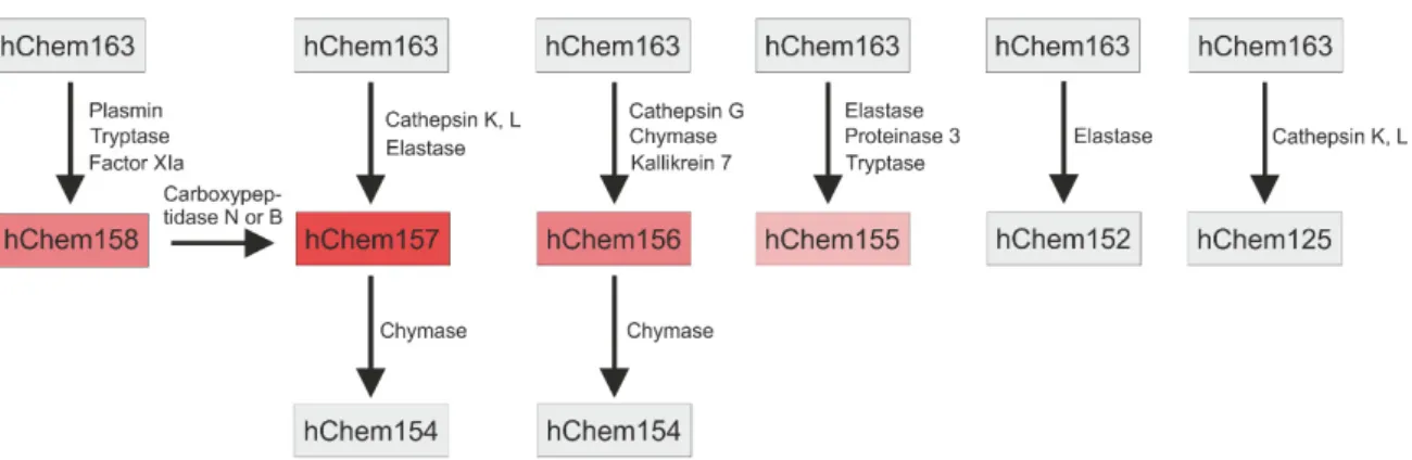Figure 2. Processing of human chemerin. The proteases contributing to C-terminal processing of  chemerin and the respective isoforms generated are shown