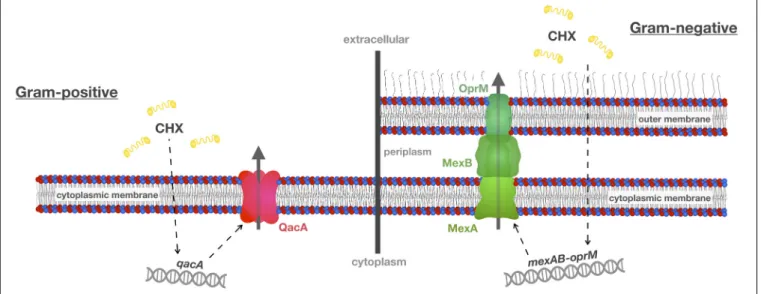 FIGURE 2 | Efflux mechanisms conferring resistance toward CHX. A common resistance mechanism toward antibacterial agents such as CHX is up-regulation of multidrug efflux pumps