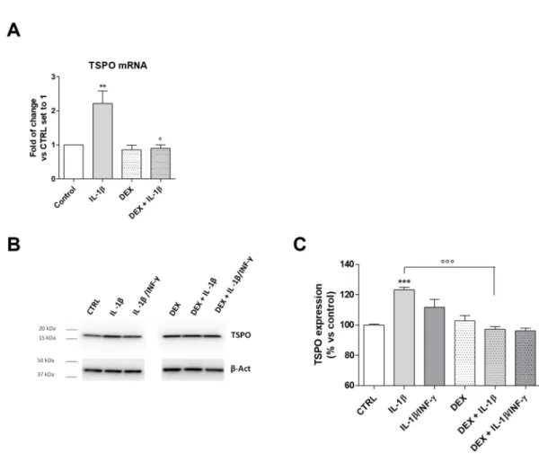 Figure 7. TSPO gene and protein expression in inflamed C20 cells. (A) Cells were treated with IL-1β (20 ng/mL) or IL1-β /INF-γ (100 ng/mL/50 ng/mL) for 22 h in serum-free medium and TSPO mRNA transcript levels were quantified and expressed as fold of chang