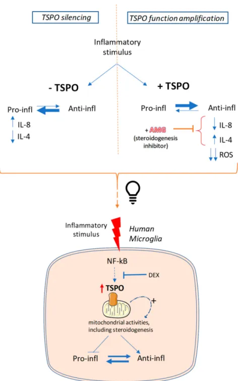 Figure 8. The suggested role of TSPO in orchestrating different cellular activities during inflammation of human microglia