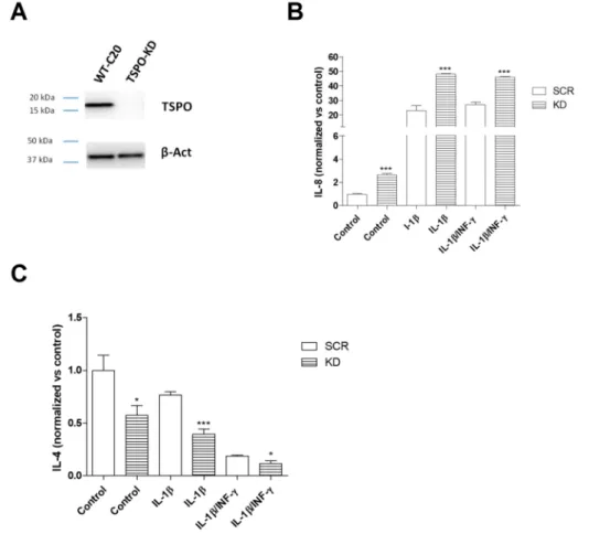 Figure 5. Effects of TSPO knockdown (KD) on interleukin release. (A) Representative images of TSPO and β-actin expression on SCR and TSPO KD C20 cells by Western blot analysis