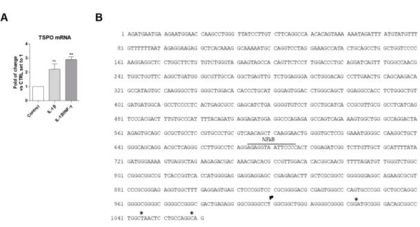 Figure 6. (A) TSPO gene expression in WT C20 cells. Cells were treated with IL-1β (20 ng/mL) or IL1-β /INF-γ (100 ng/mL/ 50 ng/mL) for 24 h in serum-free medium and TSPO mRNA transcript levels were assessed by qPCR, and expressed as fold of change versus t