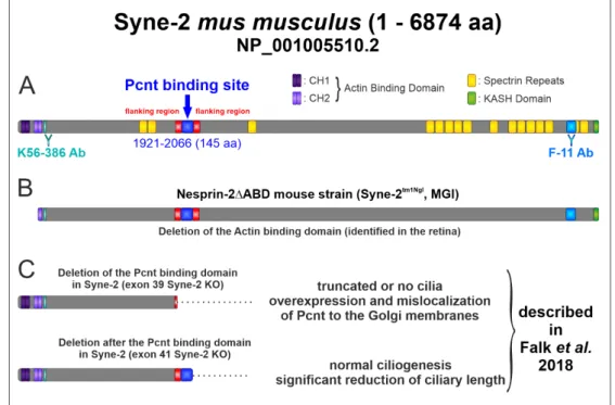 Figure 2. Schematic structure of the Syne-2 protein (NP_001005510.2) and the different deletion forms