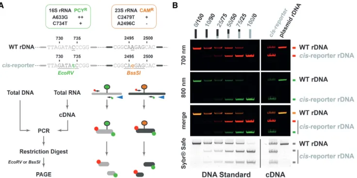 Figure 5. Relative expression analysis of endogenous rRNA and plasmid-derived rRNA using differential RT-PCR / restriction digest