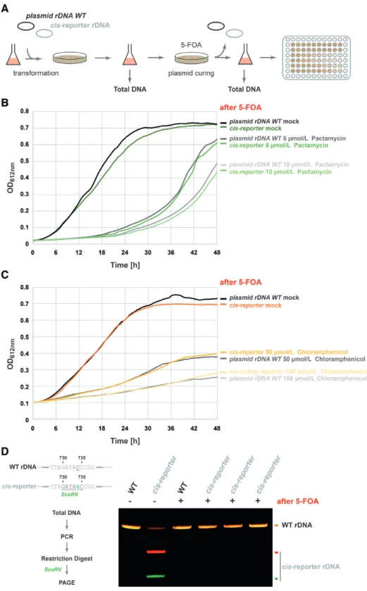 Figure 6. Plasmid rDNA cis-acting element reporter is stably propagated in wildtype H26 cells