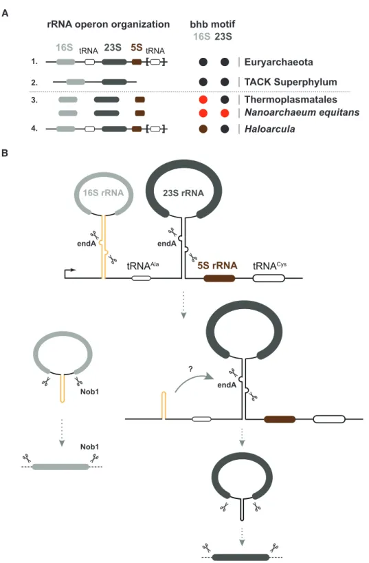 Figure 8. A putative model accounting for functional coordination of early rRNA maturation steps in archaea