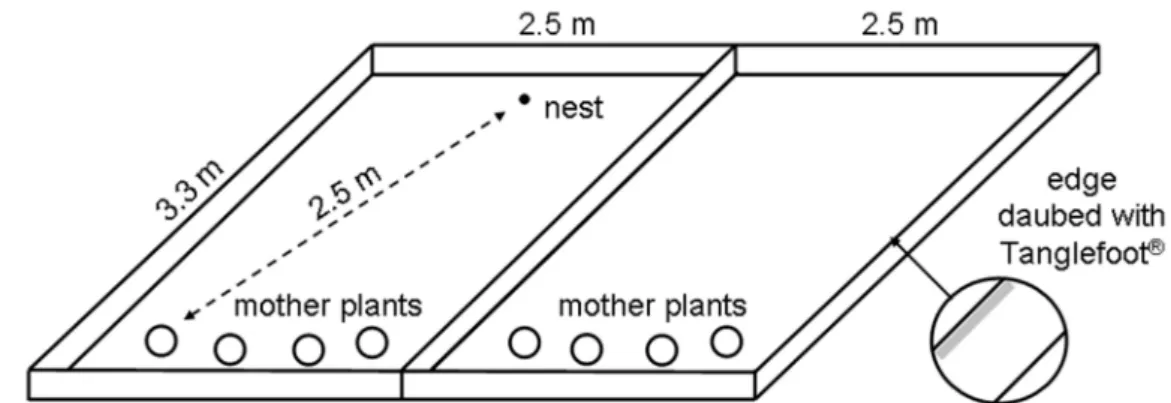 Figure 1. Schematic view of the mesocosm experiment with Myrmica showing one ant plot and one exclosure plot.