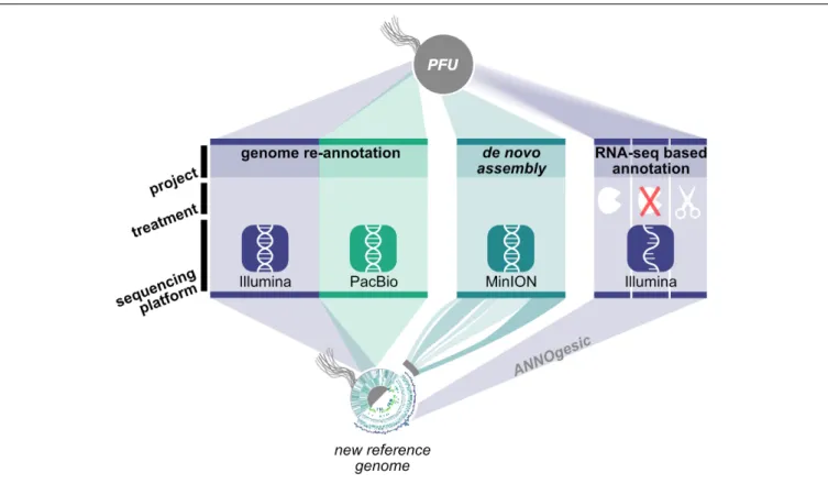 FIGURE 1 | Workflow for genome re-annotation of P. furiosus. To build the new reference genome of P