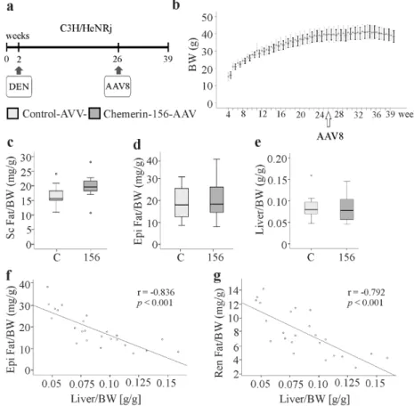 Figure 1. Experimental outline, body weight, and organ weights. (a) Experimental outline