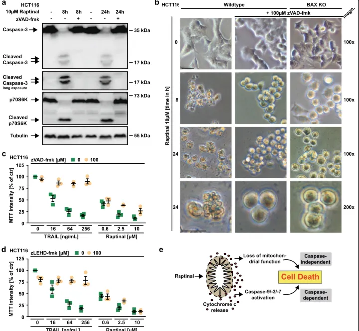 Fig. 8 The loss of mitochondrial function complements caspase-dependent cytotoxicity of Raptinal